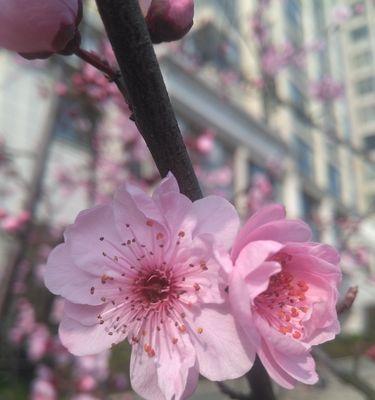 梅花的多彩世界（揭开梅花的神秘面纱——色彩与寓意）