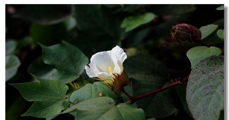 以棉花代表什么生肖（探究棉花象征的生肖特质及文化意义）