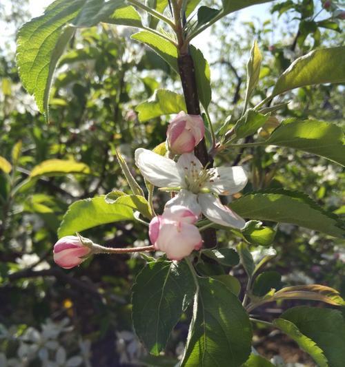 苹果花的象征意义及文化内涵（深入探索苹果花的寓意与传统）