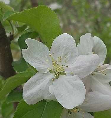 苹果花的象征意义及文化内涵（深入探索苹果花的寓意与传统）