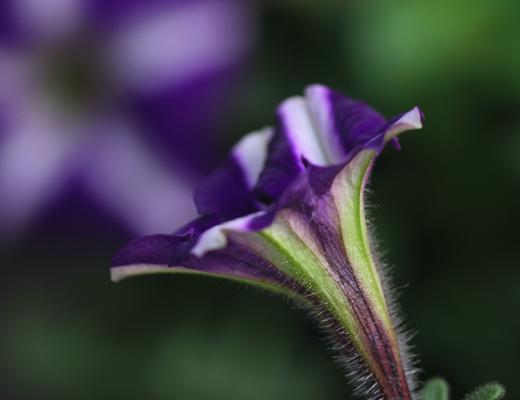 牵牛花的花语与象征意义（揭示牵牛花独特的寓意与象征）