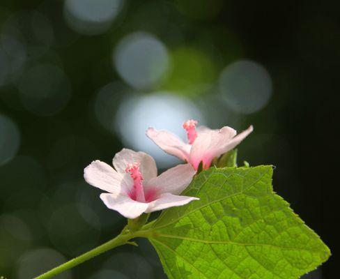 牵牛花的花语与寓意——美丽的爱情之花（用心倾听）