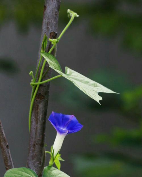 牵牛花的花语与寓意——美丽的爱情之花（用心倾听）