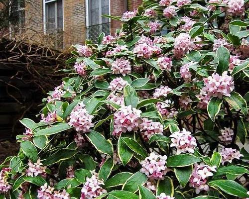 瑞香花（品味瑞香花花语）