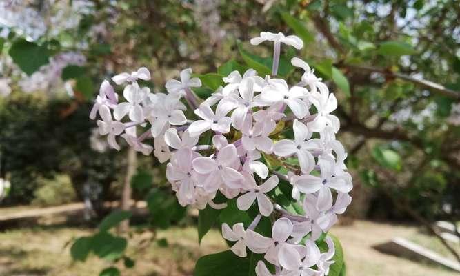 沙枣花的花语与寓意（解读沙枣花的美丽与象征）