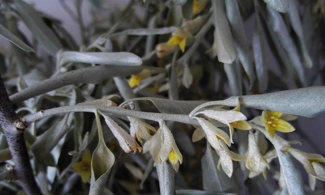 沙枣花的花语与寓意（解读沙枣花的美丽与象征）