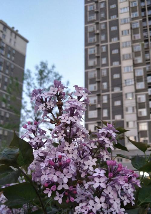 寂寞忧郁，花开无声（以哀愁之姿）