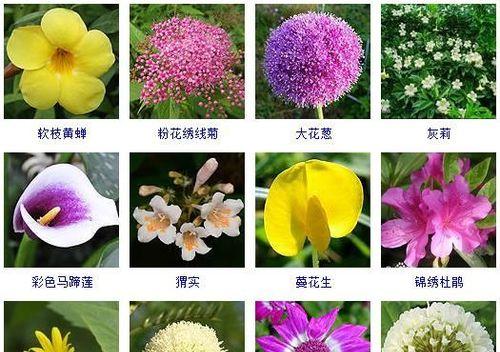 花开春天（以什么花代表春天）