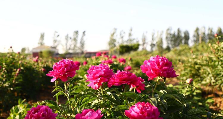 以百合花代表富贵的象征意义（探究百合花在文化中的富贵象征及其传承）