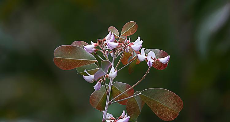 以悲伤的风信子代表孤独之花（寂寞如影）