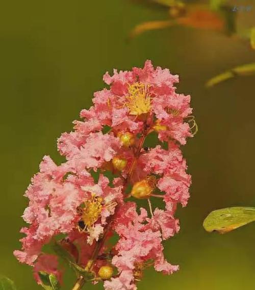 和平之花（白兰花的深远意义和平与和谐）