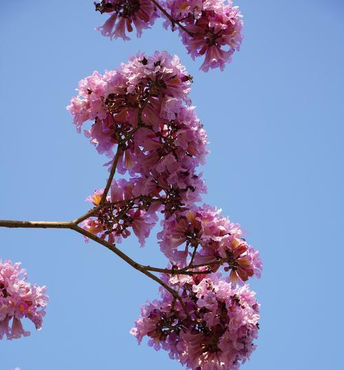 浪漫之花——花朵代表的浪漫主题（探寻花朵所蕴含的浪漫情感与象征意义）