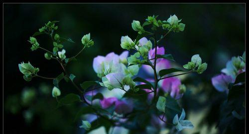 花语悠悠，以花代表想念（深情寄语）