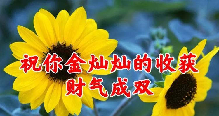 花开幸运之门（寻找好运的花海）