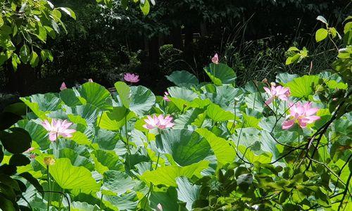 以谦逊百合花为象征，探索虚心为主题的重要性（从花朵到人类）