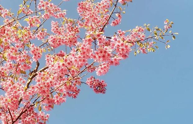 鲜花代表原谅宽恕（在每朵花中寻找心灵的宽恕之光）