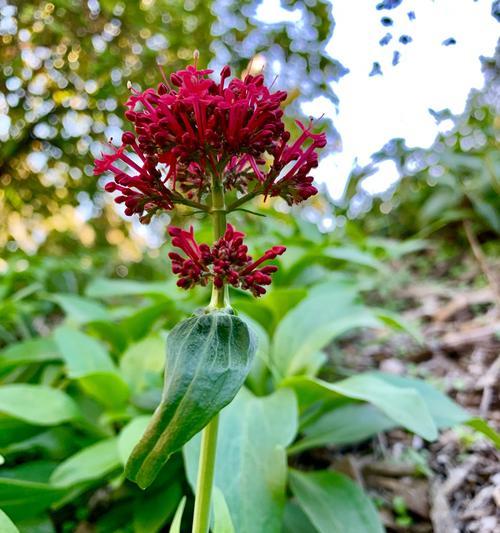 花语传情（用花传递情感）