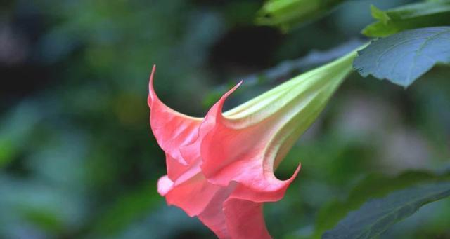 花语传情（用花传递情感）