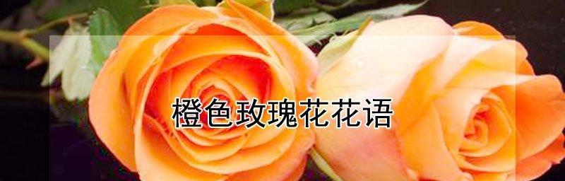 《以玫瑰花语表白的勇气》（传递真情的玫瑰花语和表白技巧）