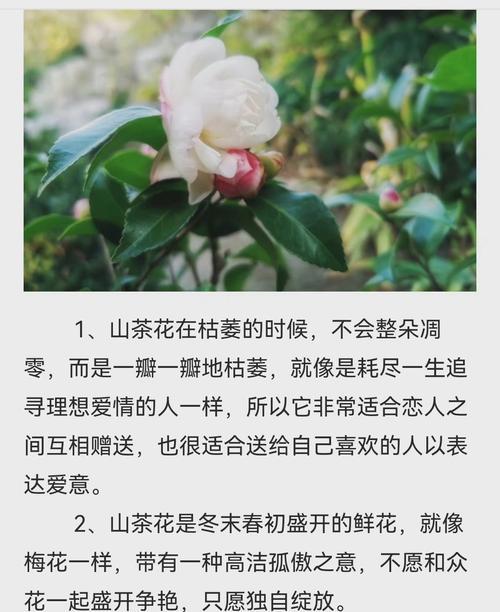 《以玫瑰花语表白的勇气》（传递真情的玫瑰花语和表白技巧）