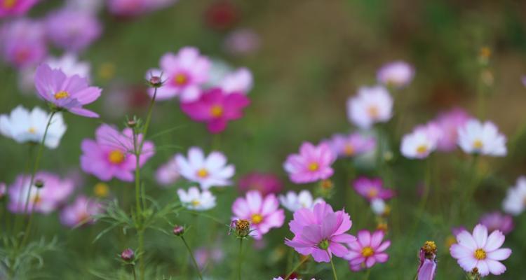 以牵牛花的花语为主题，探讨成长之路（在成长的路上）