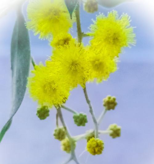 花语中代表友情的花——康乃馨（康乃馨花语的意义与传承）