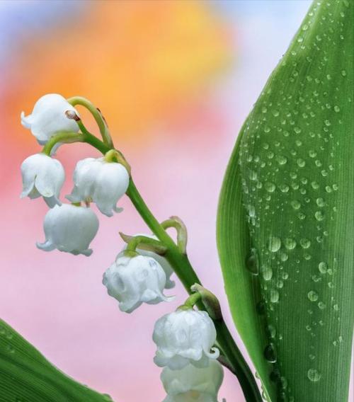 「樱花的花语（「樱花花语传递着单纯美好的情感」）