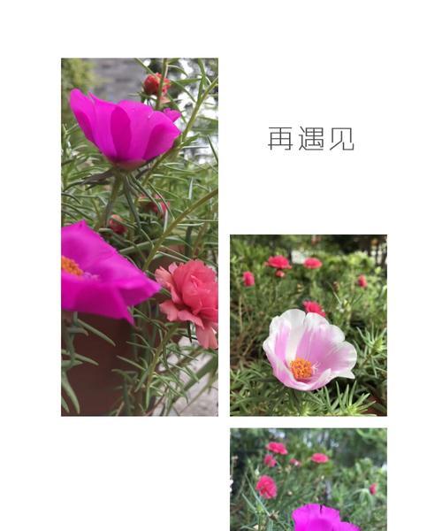 「樱花的花语（「樱花花语传递着单纯美好的情感」）