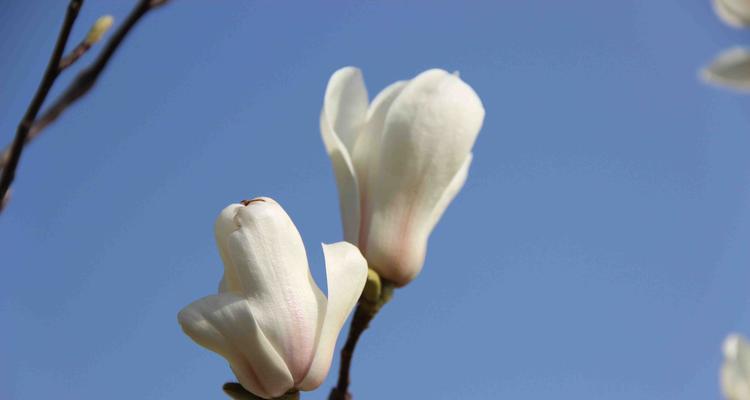 「樱花的花语（「樱花花语传递着单纯美好的情感」）