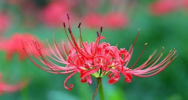 以玫瑰花的花语为主题的单身生活探索（揭示玫瑰花的花语中蕴含的单身主题）