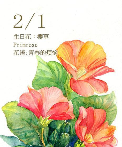 等你回来，等待的花语（以百合花的花语为例）