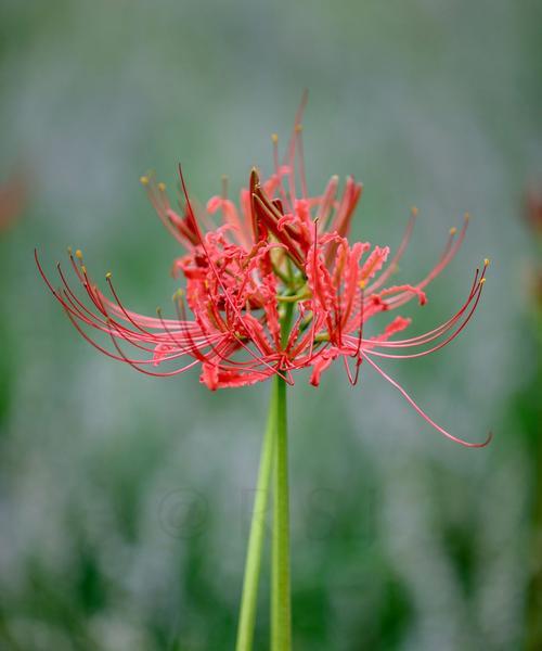 分手之花——以风信子为主题的花语（追忆与告别）