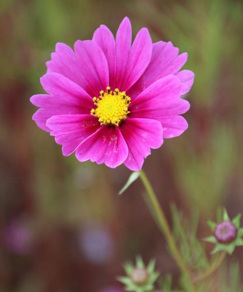 奋斗之花——以牵牛花为主题的花语探析（傲立风雨中的勤奋之美）