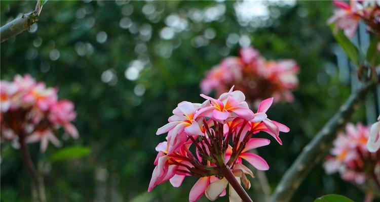 复活之花（百合花语传递重生与希望的信息）