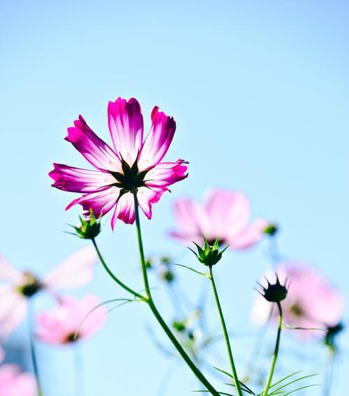 以向日葵花的花语鼓励人（阳光般的鼓励）