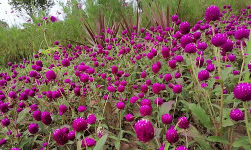 友谊花开——以康乃馨为主题的花语（康乃馨）