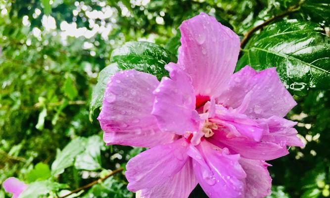 以玫瑰花的花语为主题的文章（坚持的爱——玫瑰花诉说的情愫）