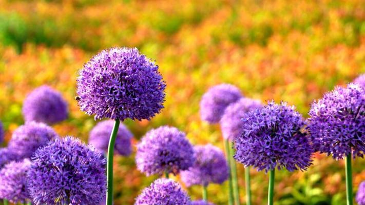 解脱之花——百合花的花语（用百合花告诉你如何解脱心灵束缚）