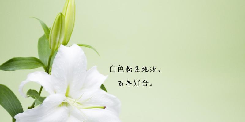 警告之花语（以风信子花语为例）