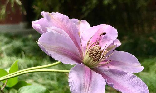 宽恕之花（茉莉花开放心扉的力量）