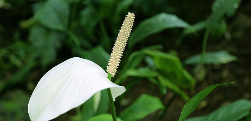 骂人花语（探索隐藏在花海中的辛辣言辞）