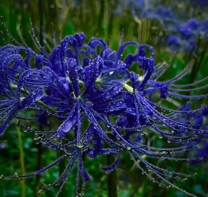 美丽如花——以玫瑰花为主题的花语探析（绽放在岁月中的美丽之花——玫瑰花）