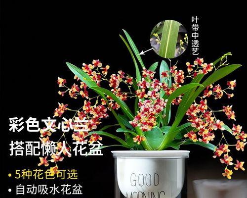 梦境之花——以迷迭香花的花语为主题的文章（细述迷迭香花的花语及其与梦境的联系）