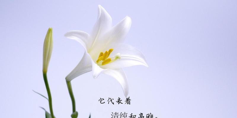 女王花语的魅力（以皇后玫瑰为主题的花语解读）