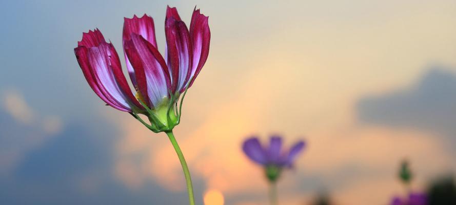 花语中的陪伴——以百合花为例（体现真挚友情的百合花语与传统文化）