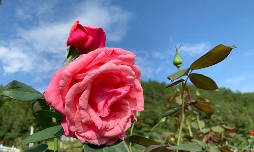 平凡之美，百合花的花语（百合花的朴实和坚韧）