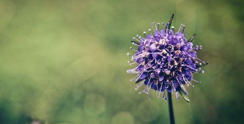 花语破镜重圆——以梅花的花语为主题的文章（凝望梅花）