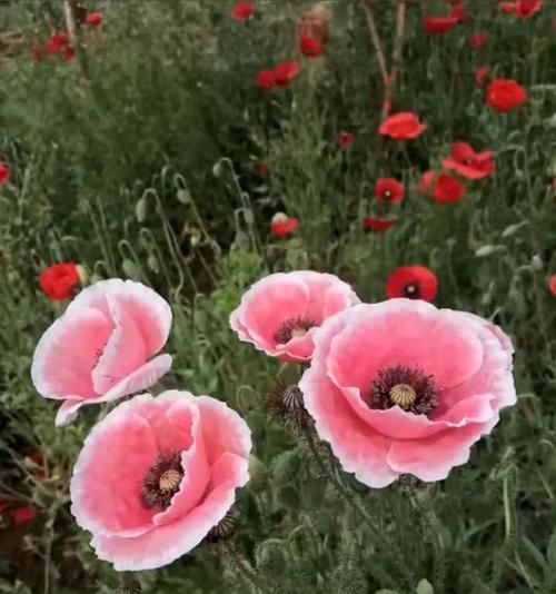 花语欺骗——以曼陀罗花为主题的花语揭秘（曼陀罗花的花语之欺骗与迷惑）