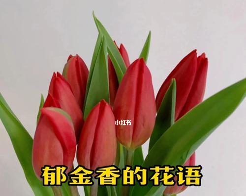 热情绽放（火鸢花）