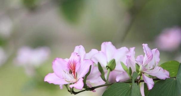 忍耐之花（以菊花为主题的忍耐之花的花语及其寓意）